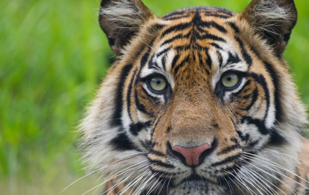 Image for Saving the Sumatran tiger