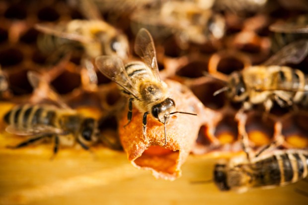 Bees making queen cup to raise a queen.