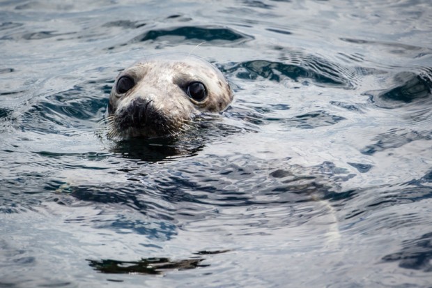 Seal swimming in the water in the Shiant Isles.