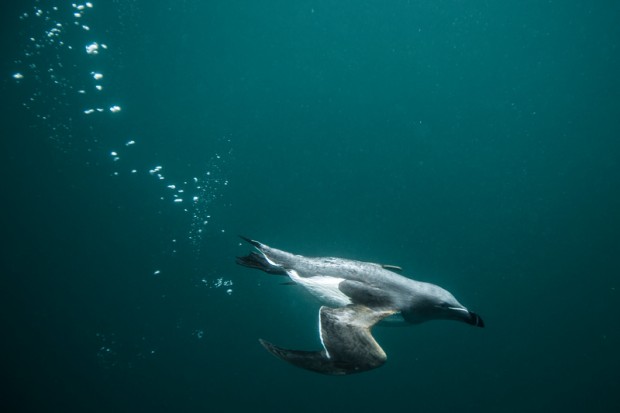 Razorbill diving underwater in the Shiant Isles.