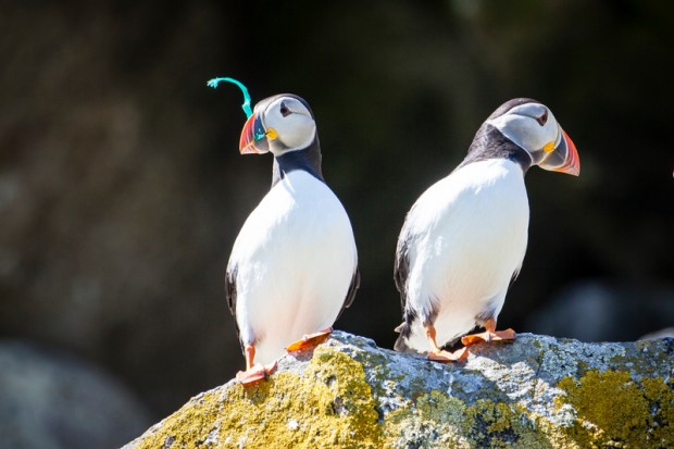 Puffins with plastic on the Shiant Isles.