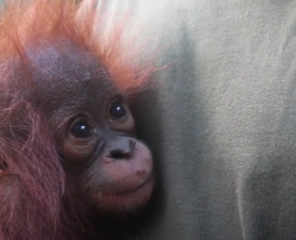 Image for Real-life Rang-tan: baby orangutan found crying and alone