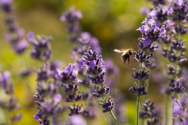 Image for In Pictures: Buzzing bees, it’s the tiny workers’ special day!