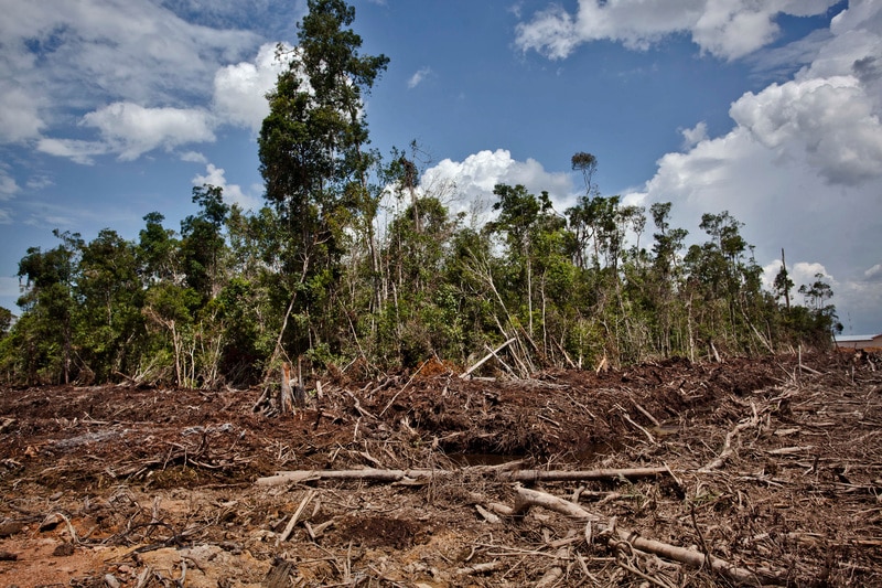 Image for Who still banks on destroying Indonesia’s forests?