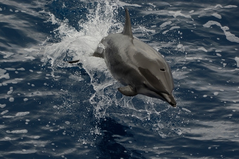 Image for In Pictures: Flipper flying there under the sea, it’s Dolphin Awareness Month