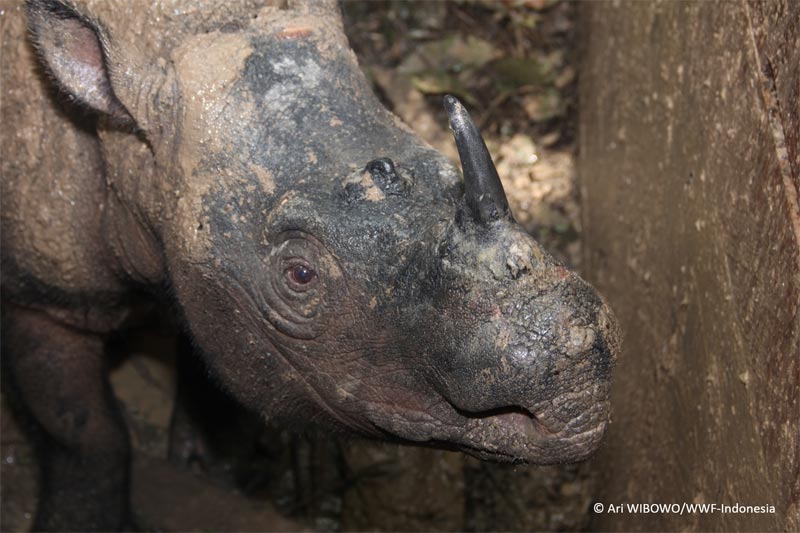 Image for Sumatran rhino found while forest habitat is lost