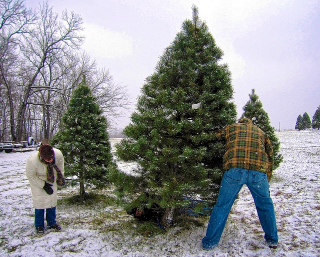 Image for 5 eco-friendly ways to dispose of your old Christmas tree