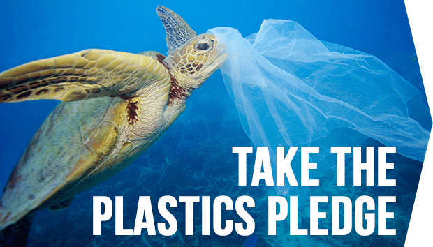 Image result for plastics ban