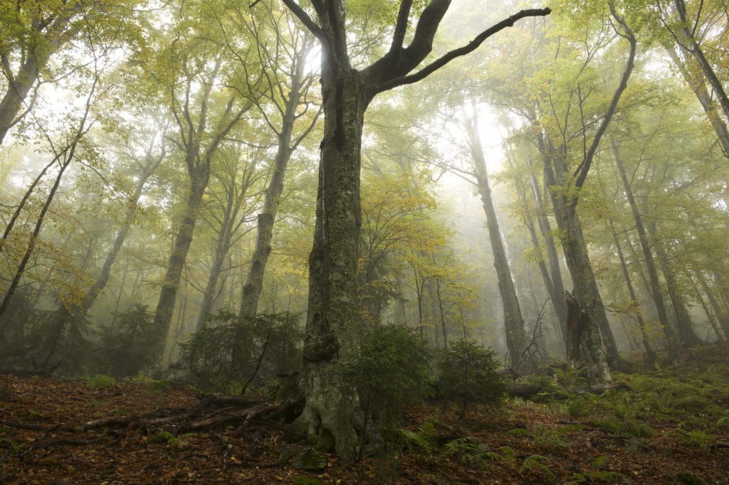 Image for In pictures: Fascinating forests of the world and what we are doing to them