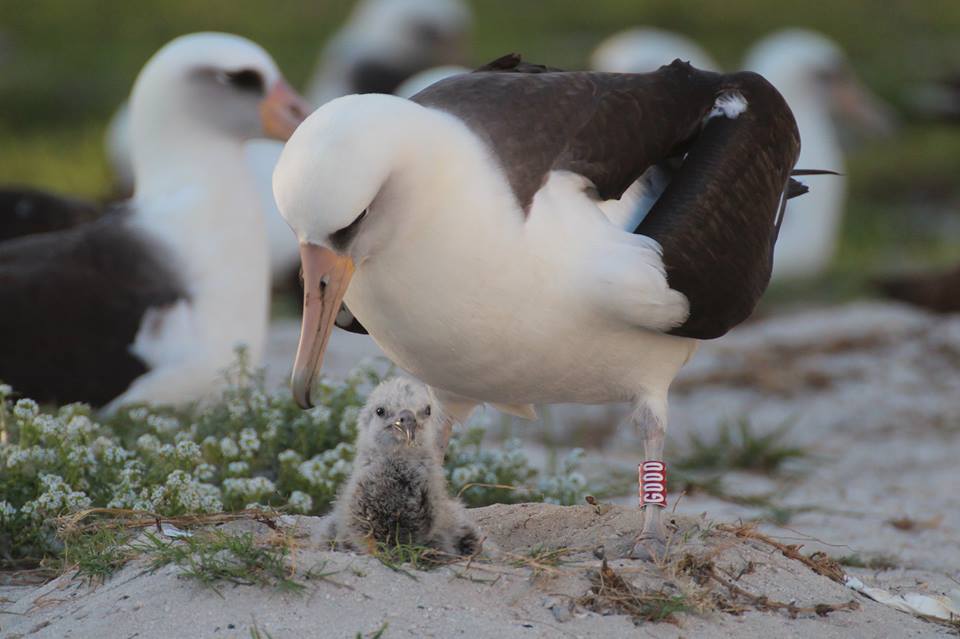 Image for World’s oldest wild bird has a new chick – but is it a doomed messenger in an increasingly polluted ocean?