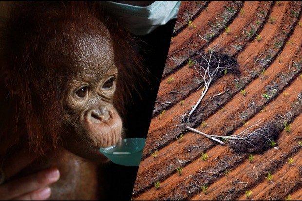 Image for 10 shocking facts showing how companies are still trashing Indonesia’s rainforests