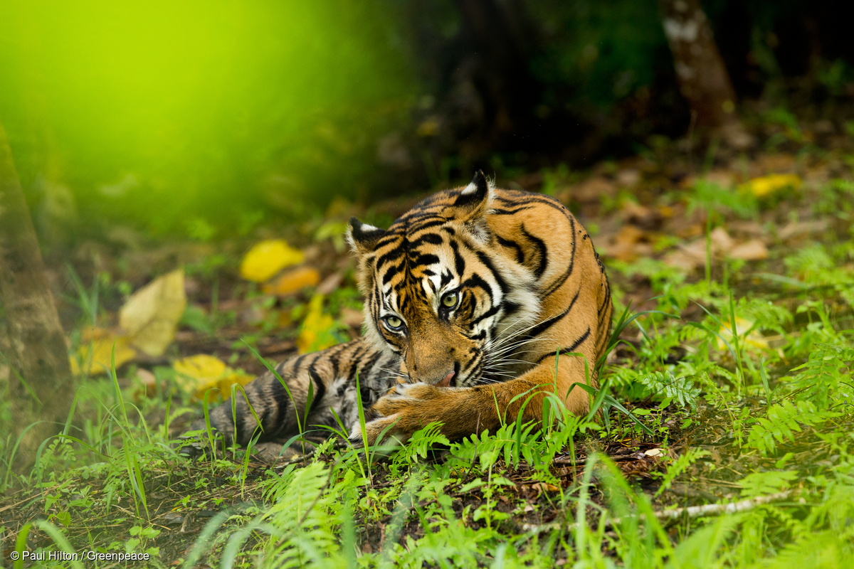 Celebrate Global Tiger Day by marvelling at incredibly rare wild tigers