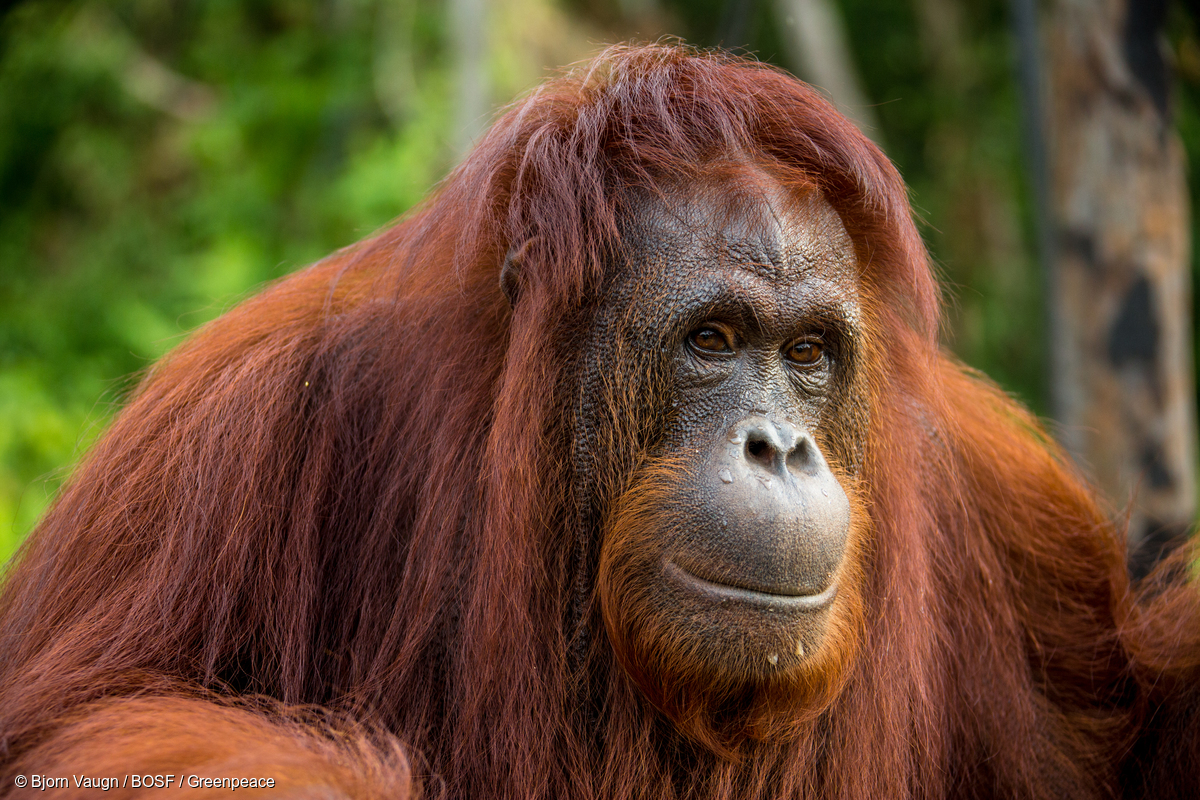 Image for In pictures:  The orangutan, man of the woods, on International Orangutan Day 2017