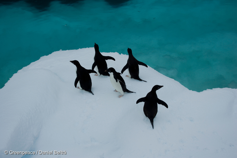 Image for Help create the largest protected area on Earth: an Antarctic Ocean Sanctuary