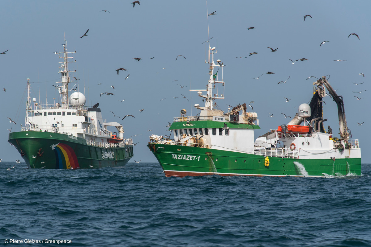 Image for In Pictures: Still plenty of fish in the West African Sea, Greenpeace investigates on World Fisheries Day