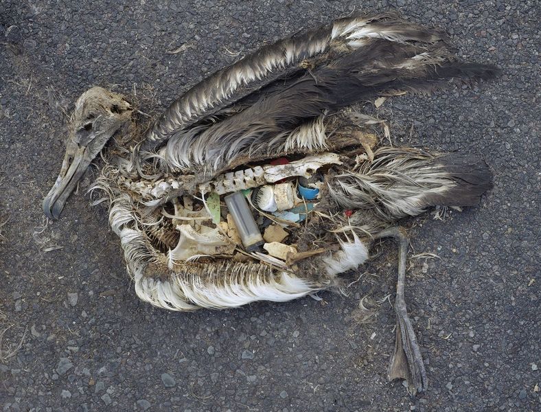 Image for Blue Planet II Exposes The Threat of Ocean Plastic Pollution