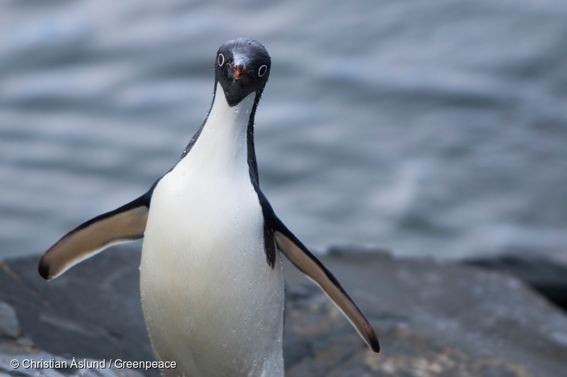 Image for The Antarctic’s Top Penguin?