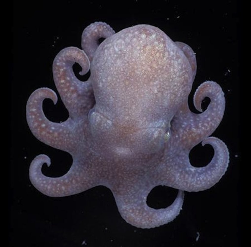 Antarctic Octopus