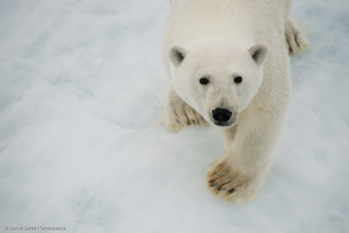 Image for In Pictures: Celebrating International Polar Bear Day!