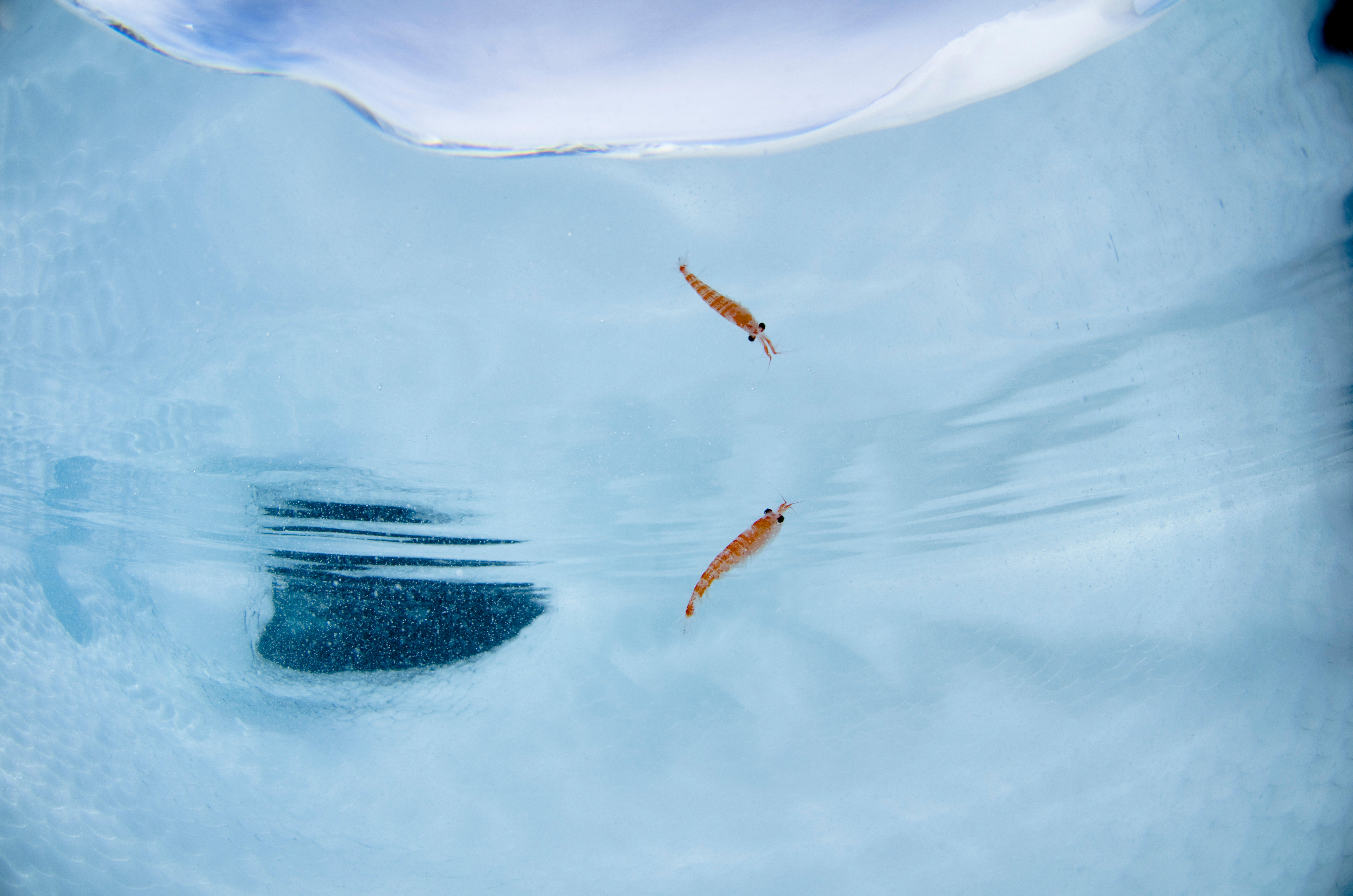 Image for 10 amazing things about Antarctic krill