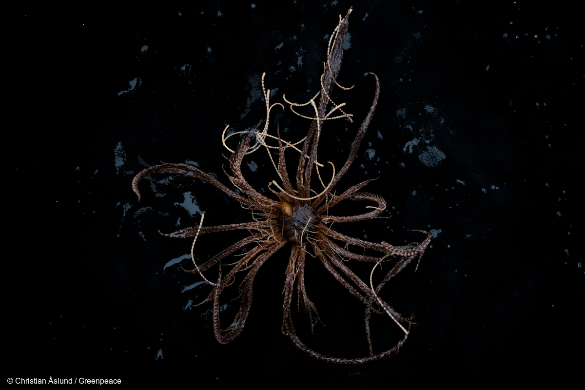 Image for Strange things lurk in the icy depths of the Antarctic Ocean