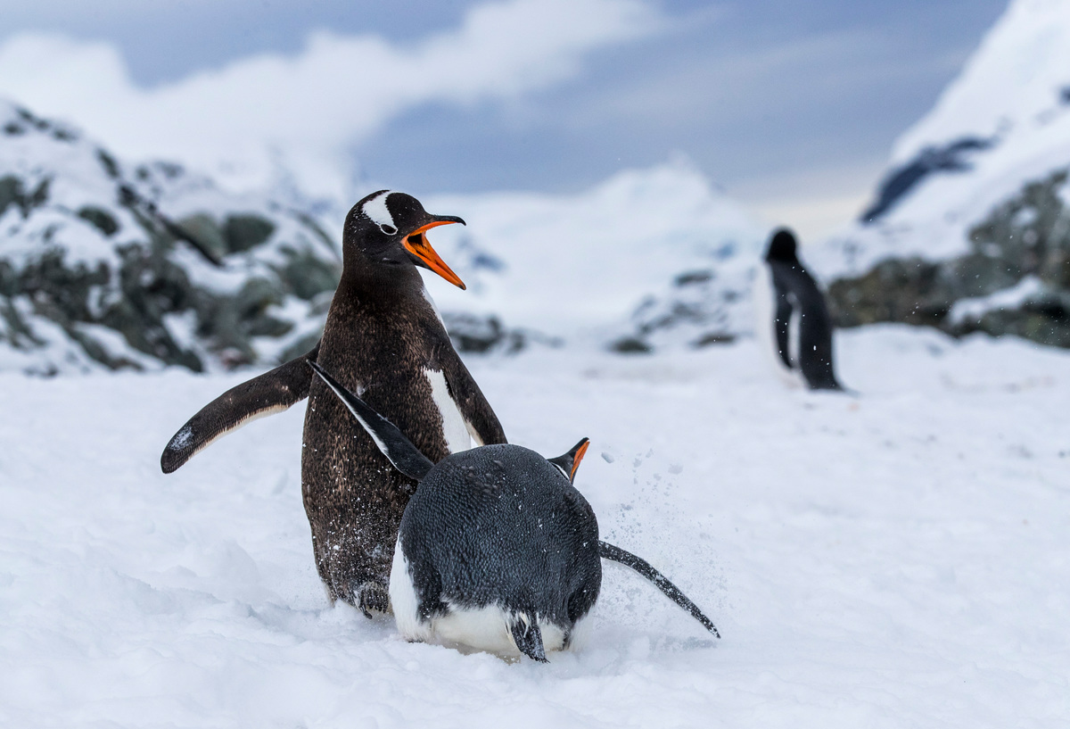 Image for Major Win! Krill industry backs Antarctic Ocean Sanctuaries