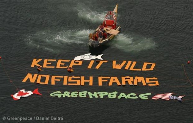 Image for Why Greenpeace can’t – and won’t – endorse farmed salmon