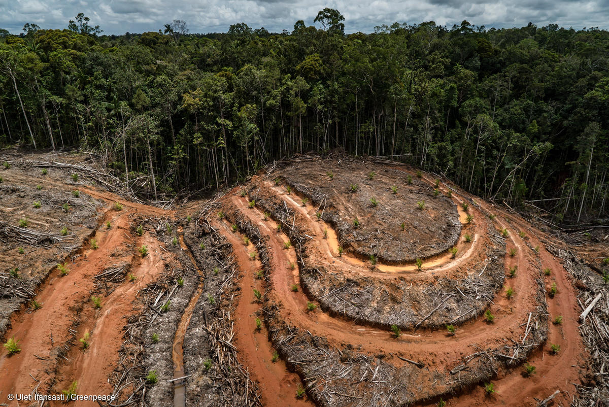 In Pictures: Massive deforestation linked to major ...