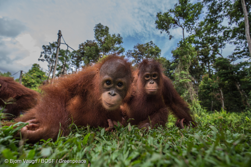 Image for World Orangutan Day – 10 furry facts