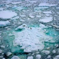 Aerial view of penguins walking across a fractured landscape of crumbling sea ice.
