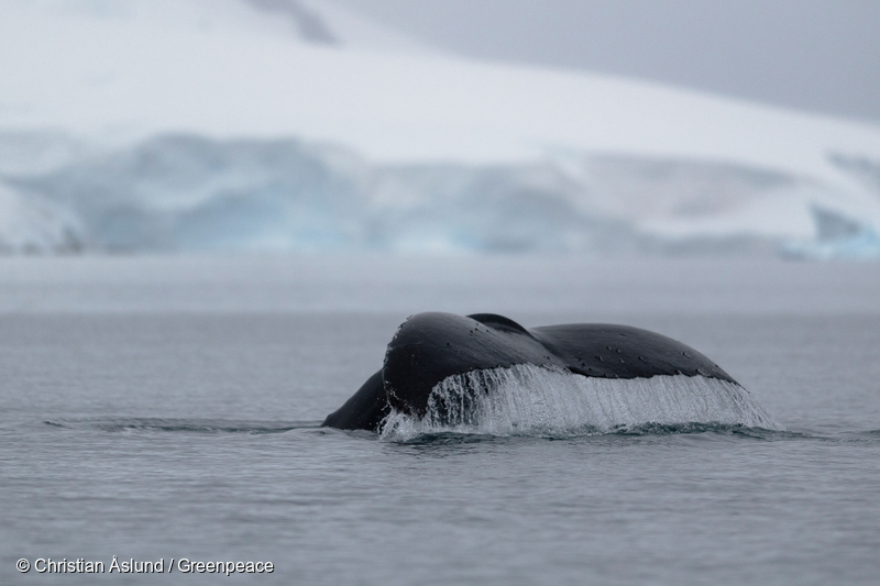Inky black whale tail descends into the water. The edge of an ice sheet is visible in the background.