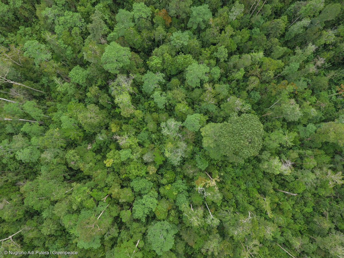 Image for Breakthrough moment to end deforestation for palm oil