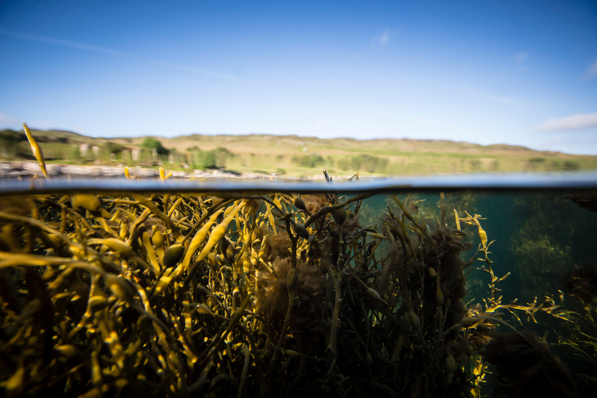 Image for Why it’s a good idea to protect our underwater kelp forests