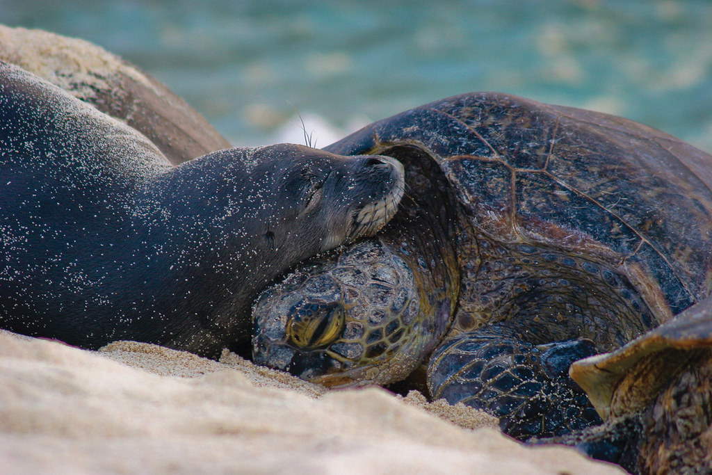 A Hawaiian monk seal and green sea turtle nap in Papahānaumokuākea Marine National Monument
