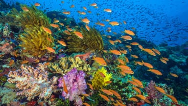 Small orange fish swarm over a vibrant tropical reef.
