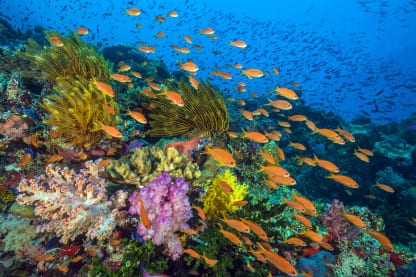 Small orange fish swarm over a vibrant tropical reef.