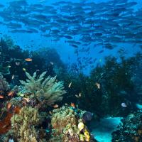 Coral reef and a school of fish