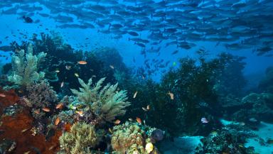 Coral reef and a school of fish