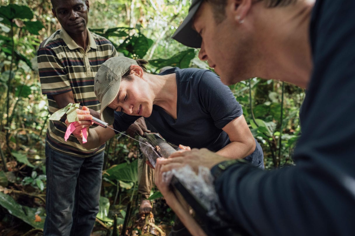 In a dense jungle, a researcher inserts a scientific instrument into a split tree branch