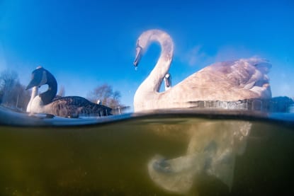 Swans on a river
