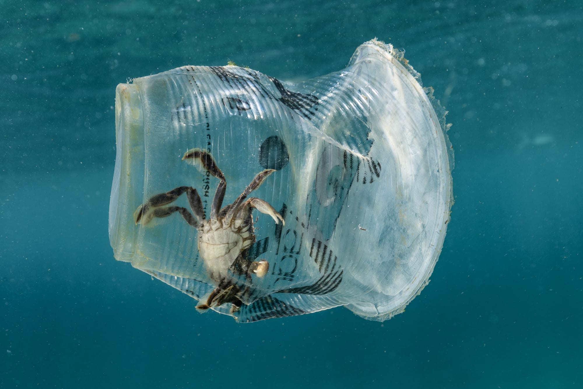 Crab trapped inside a plastic cup