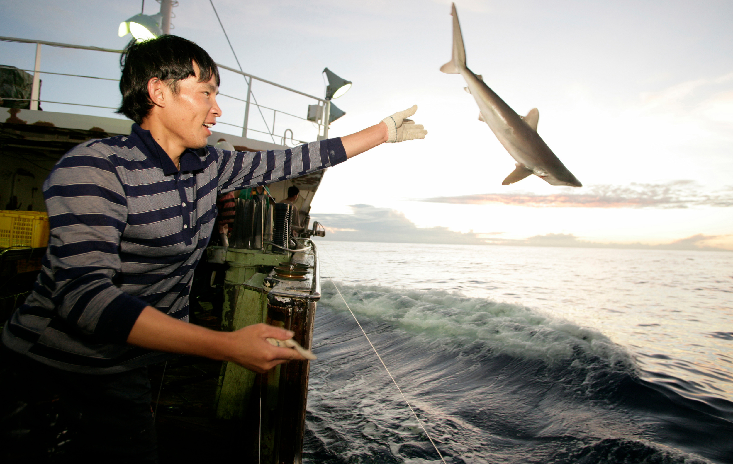 rybář vyhodí žraloka z lodi
