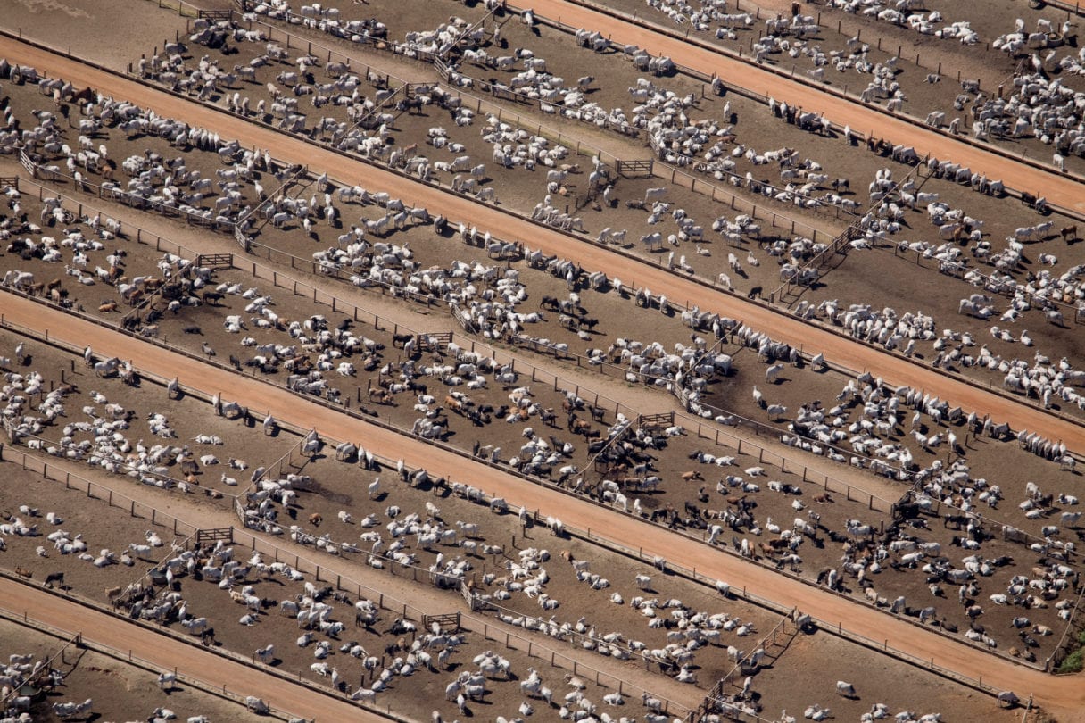 aerial view of cattle farm