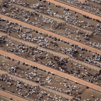 aerial view of cattle farm