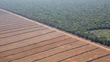 aerial view of farm in Amazon
