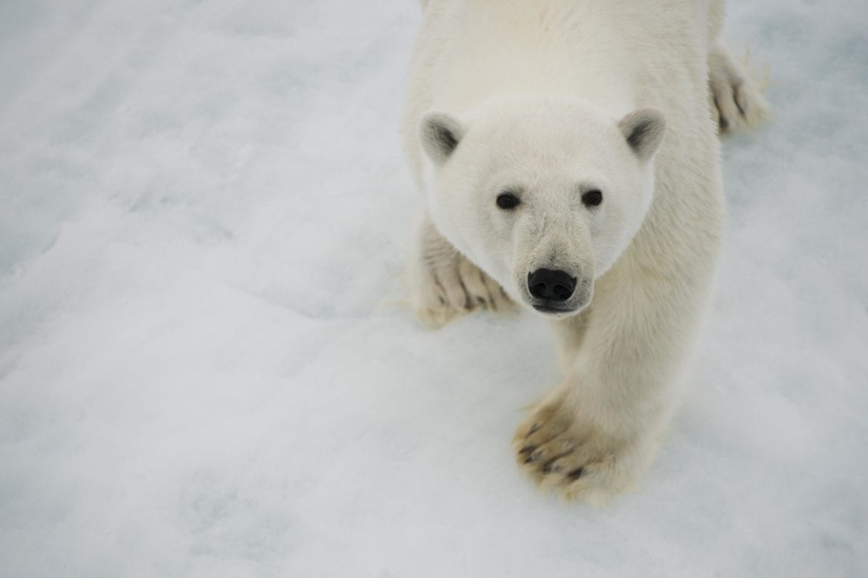 close up of polar bear