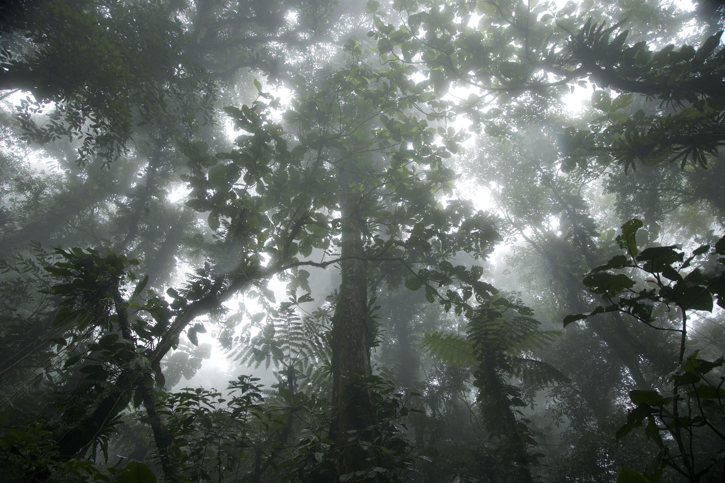trees in the rainforest