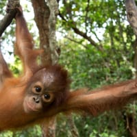 Baby orangutan swings between branches in a forest