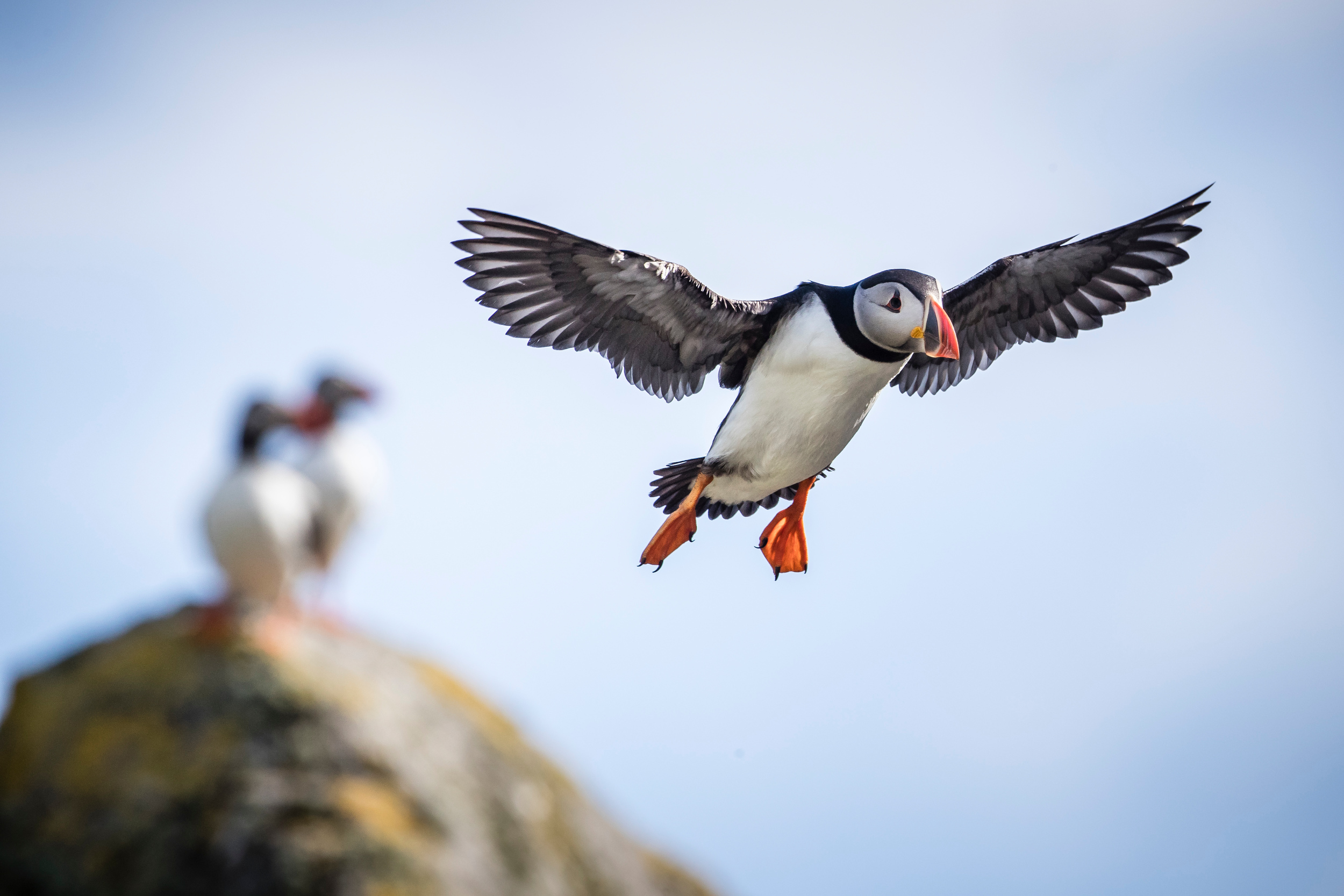 puffin flying