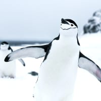 penguin flapping its wings